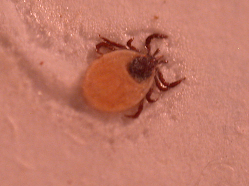 Zecca Ixodes ricinus